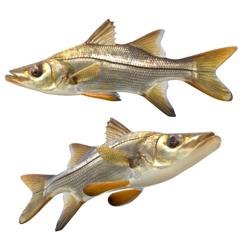 Tarpon Snook fish 3D Model .c4d .max .obj .3ds .fbx .stl .blend