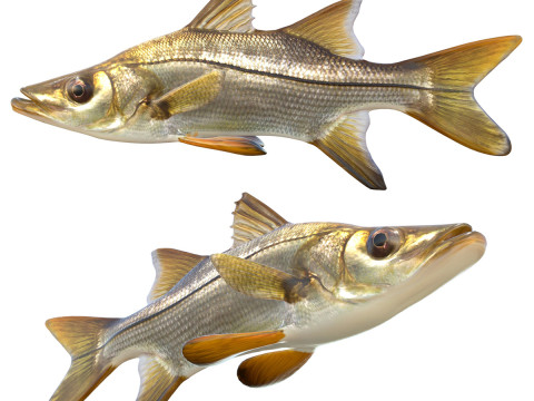 Pez róbalo sábalo Modelo 3D