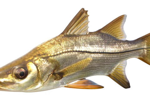 Tarpon Snook fish 3D Model