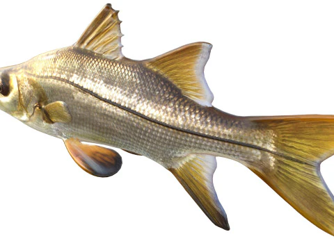 Tarpon Snook fish 3D Model