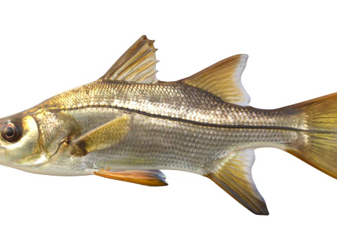 Tarpon Snook fish 3D Model