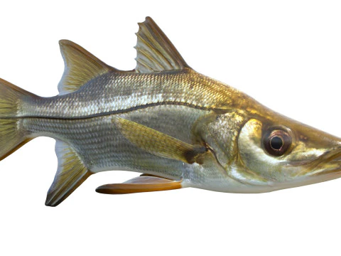 Tarpon Snook fish 3D Model