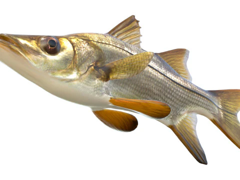 Tarpon Snook fish 3D Model