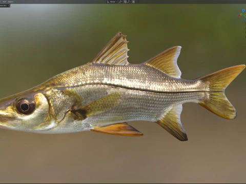 Tarpon Snook fish 3D Model