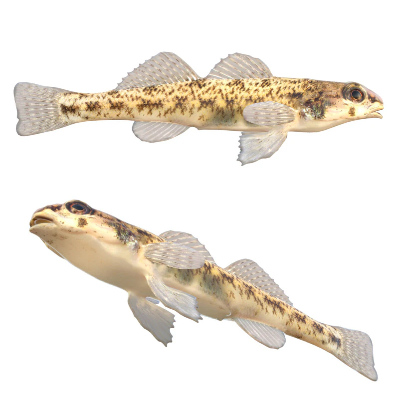 Tessellated Darter fish 3D Model .c4d .max .obj .3ds .fbx .stl .blend