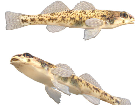 Pez dardo teselado Modelo 3D