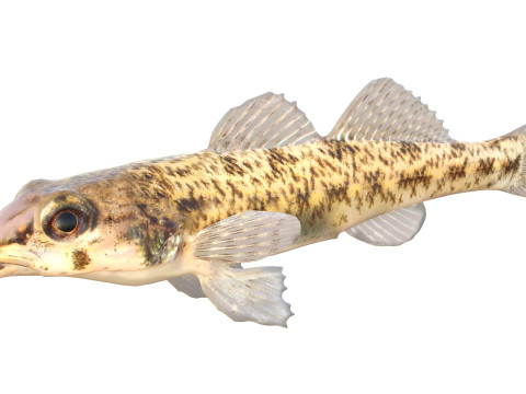 棋盘格鲈鱼 3D 模型