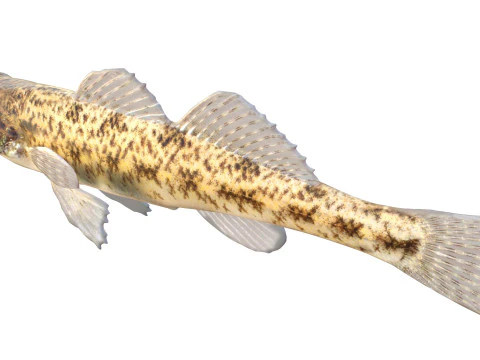 Tessellated Darter fish 3D Model