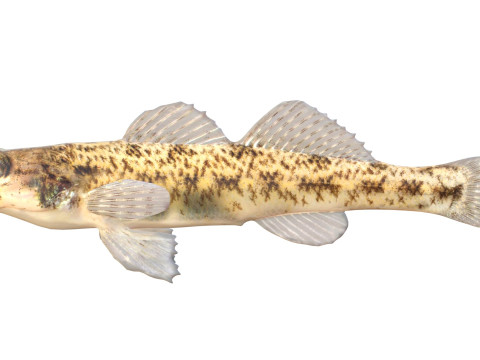 棋盘格鲈鱼 3D 模型