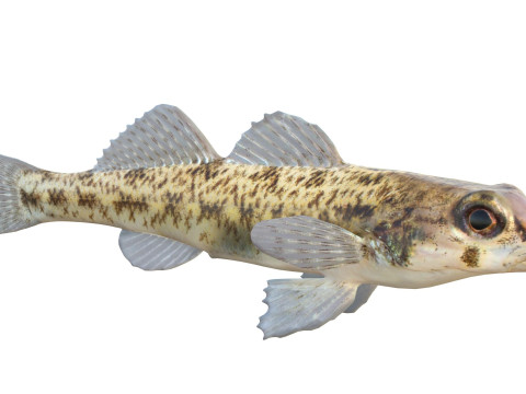 棋盘格鲈鱼 3D 模型