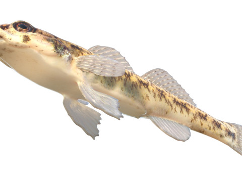 棋盘格鲈鱼 3D 模型