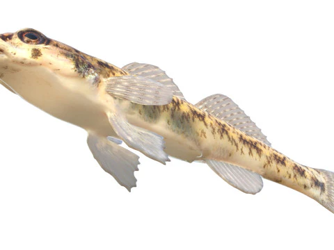 Tessellated Darter fish 3D Model