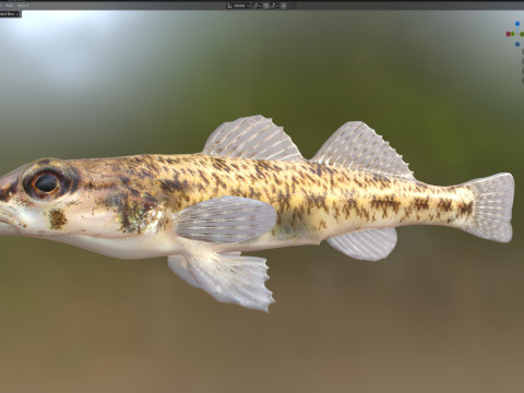 棋盘格鲈鱼 3D 模型