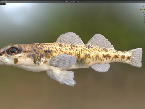 Tessellated Darter fish 3D Model