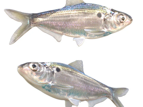 Peixe Shad Threadfin Modelo 3D