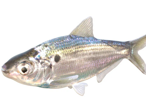 Ryba Threadfin Shad Model 3D