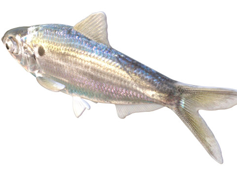 Threadfin Shad fish 3D Model