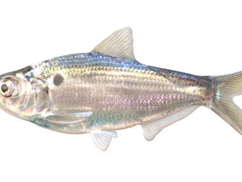 Ryba Threadfin Shad Model 3D
