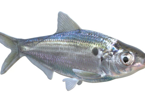 Ryba Threadfin Shad Model 3D