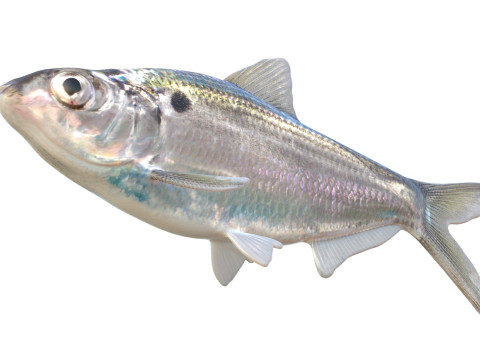 Threadfin Shad fish 3D Model