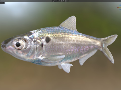 Threadfin Shad fish 3D Model