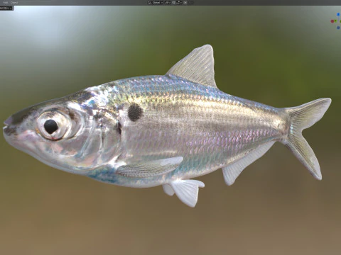 Ryba Threadfin Shad Model 3D