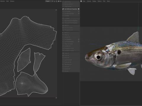 Threadfin Shad fish 3D Model