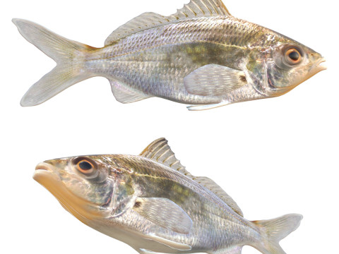 Pez mojarra de marea Modelo 3D