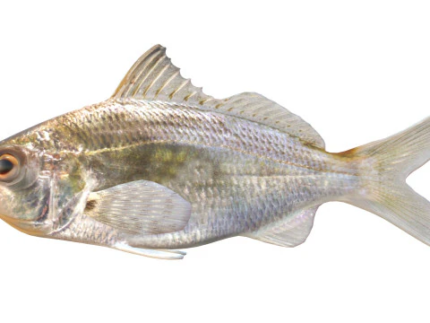 Tidewater Mojarra fish 3D Model