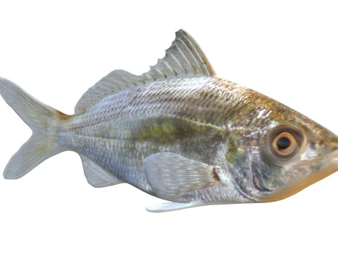 Tidewater Mojarra fish 3D Model