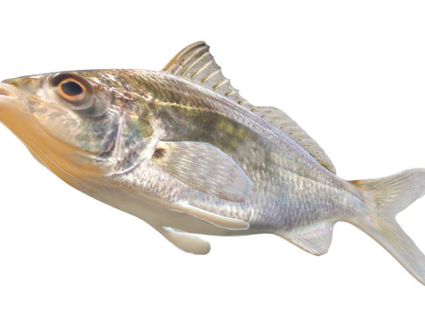 Tidewater Mojarra fish 3D Model