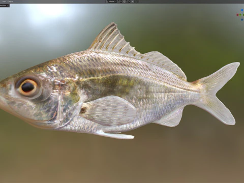 Tidewater Mojarra fish 3D Model