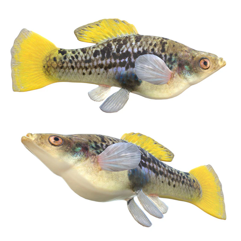 Variable Platyfish 3D Model .c4d .max .obj .3ds .fbx .stl .blend 