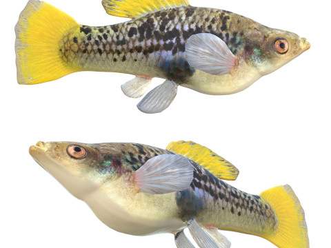 Platino variable Modelo 3D