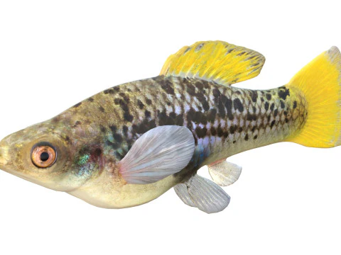Variable Platyfish 3D Model