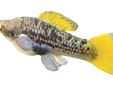 Variable Platyfish 3D Model