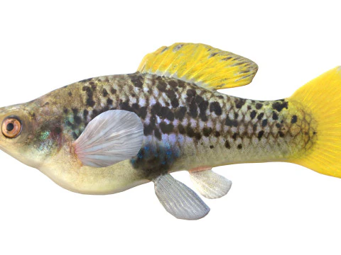 Variable Platyfish 3D Model