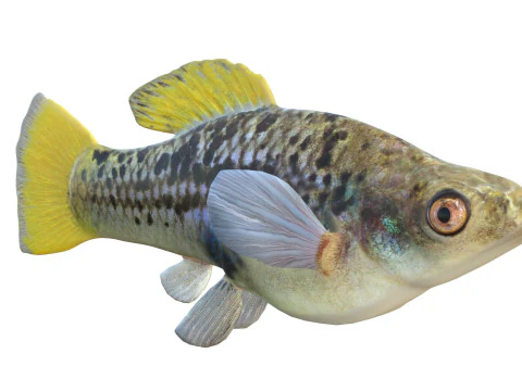 Variable Platyfish 3D Model