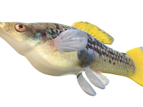 Variabele platvissen 3D Model