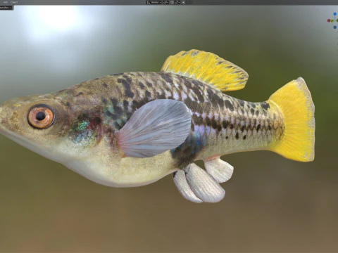 Variable Platyfish 3D Model