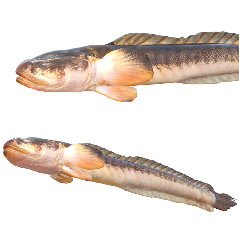 Violet Goby fish 3D Model .c4d .max .obj .3ds .fbx .stl .blend 