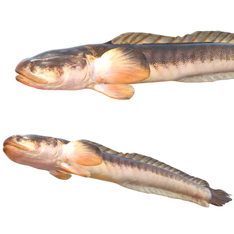 Violet Goby fish 3D Model .c4d .max .obj .3ds .fbx .stl .blend 