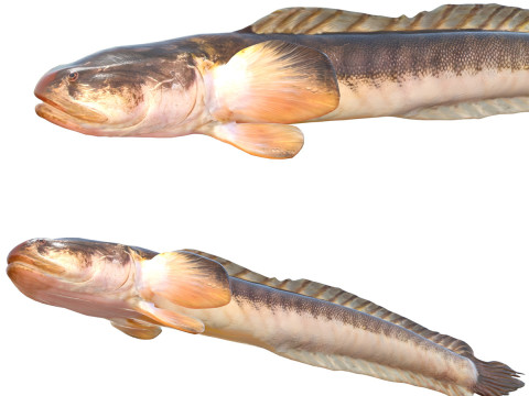 Pez gobio violeta Modelo 3D