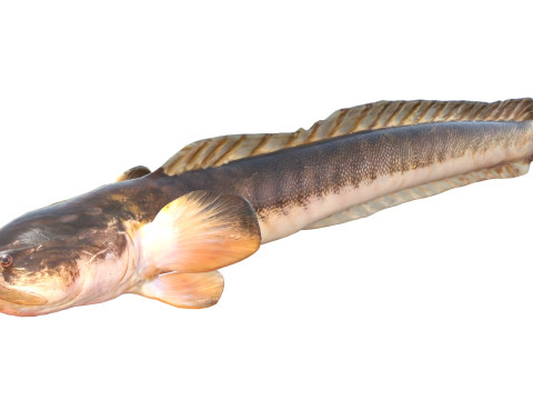 Violet Goby fish 3D Model