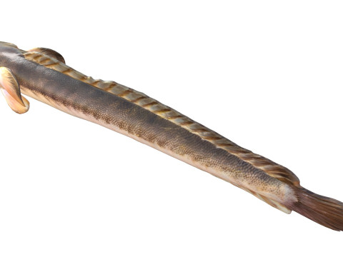 Violet Goby fish 3D Model