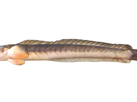 Violet Goby fish 3D Model