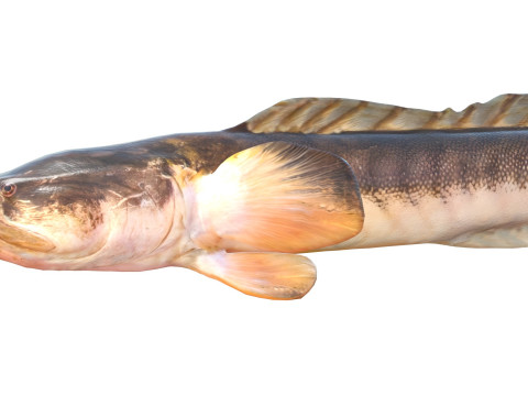 Violet Goby fish 3D Model