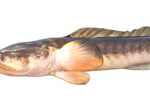 Violet Goby fish 3D Model