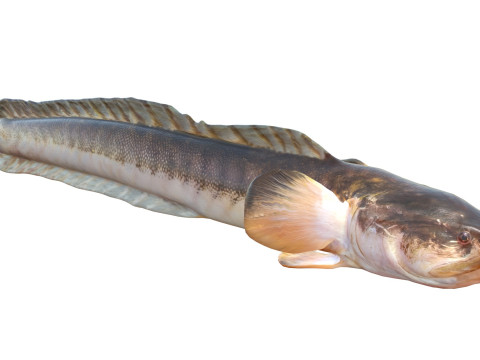 Violet Goby fish 3D Model