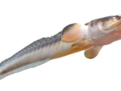 Violet Goby fish 3D Model